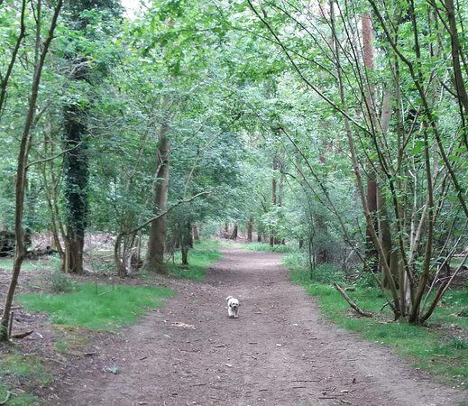 Reffley Wood